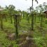  Terreno for sale in Manaquiri, Amazonas, Manaquiri