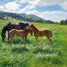  Land for sale in Chile, Los Lagos, Valdivia, Los Rios, Chile