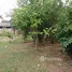 ขายที่ดิน ใน บางนาค, นราธิวาส, บางนาค, เมืองนราธิวาส, นราธิวาส, ไทย