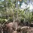  Terreno for sale in Presidente Figueiredo, Amazonas, Presidente Figueiredo