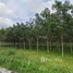  Terrain for sale in Thalang, Phuket, Thep Krasattri, Thalang