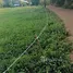  Land for sale in Nong Sawang, Phetchabun, Nong Sawang, Lom Sak, Phetchabun, Thailand