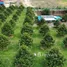  Land for sale in Ban Laeng, Rayong, Ban Laeng