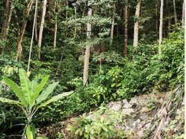  Grundstück zu verkaufen in Ko Pha-Ngan, Surat Thani, Ko Tao, Ko Pha-Ngan