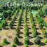  Land for sale in Song Salueng, Rayong, Song Salueng, Klaeng