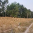  Land for sale in Pak Chong, Nakhon Ratchasima, Wang Sai, Pak Chong