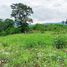  Land for sale in Nakhon Ratchasima, Mu Si, Pak Chong, Nakhon Ratchasima