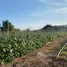  Земельный участок for sale in Khlong Muang, Накхон Ратчасима, Khlong Muang