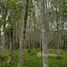  Land for sale in Phuket, Pa Khlok, Thalang, Phuket