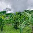  Land for sale in Mae Rim Chiang Mai, Don Kaeo, Mae Rim, Chiang Mai