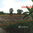  Land for sale in Nakhon Ratchasima, Nai Mueang, Phimai, Nakhon Ratchasima