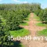  Земельный участок for sale in Klaeng, Районг, Klaeng