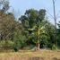  Land for sale in Thailand, Huai Sai, Mae Rim, Chiang Mai, Thailand