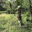  Land for sale in Limon, Siquirres, Limon