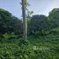  Terreno (Parcela) en venta en Tubigon, Central Visayas, Tubigon