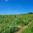  Land for sale in Pak Chong, Nakhon Ratchasima, Pak Chong, Pak Chong, Nakhon Ratchasima