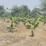  Земельный участок for sale in Don Kaeo, Чианг Маи, Don Kaeo