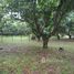  Land for sale in Alajuela, San Mateo, Alajuela