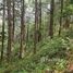  Land for sale in the Philippines, Baguio City, Benguet, Cordillera, Philippines