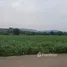  Land for sale in Khlong Muang, Nakhon Ratchasima, Khlong Muang, Pak Chong