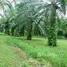  Land for sale in Mueang Chumphon, Chumphon, Tha Yang, Mueang Chumphon