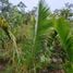  Terreno for sale in Amazonas, Amaturá, Amazonas