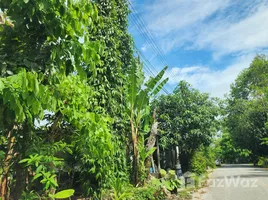 ขายที่ดิน ใน ไม้ขาว, ภูเก็ต, ไม้ขาว