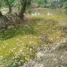 ขายที่ดิน ใน แม่ทะ, ลำปาง, แม่ทะ, แม่ทะ, ลำปาง, ไทย