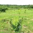  Land for sale in Presidente Figueiredo, Amazonas, Presidente Figueiredo, Presidente Figueiredo