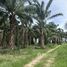  Land for sale in Thailand, Rai Mai Phatthana, Cha-Am, Phetchaburi, Thailand