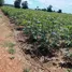  Land for sale in Bo Thong, Lop Buri, Bo Thong, Nong Muang