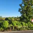  Land for sale in Ban Hong Lamphun, Lao Yao, Ban Hong, Lamphun