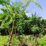  Land for sale in Pererenan, Bali, Pererenan, Badung, Bali