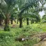  Land for sale in Thailand, Thep Krasattri, Thalang, Phuket, Thailand