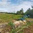  Land for sale in Chiang Mai, Pa Phai, San Sai, Chiang Mai