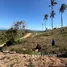  Land for sale in Na Mueang, Surat Thani, Na Mueang, Koh Samui
