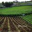  Terreno (Parcela) en venta en El Carmen, Norte De Santander, El Carmen