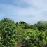 在Cebu, 中米沙鄢出售的 土地, Cordova, Cebu