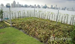 图片 2 of the Communal Garden Area at Supalai Park Asoke-Ratchada