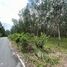  Land for sale in Thailand, Khuan Phang, Ron Phibun, Nakhon Si Thammarat, Thailand