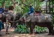 Pattaya Elephant Village
