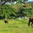  Terreno (Parcela) en venta en el República Dominicana, Cabrera, Maria Trinidad Sanchez, República Dominicana