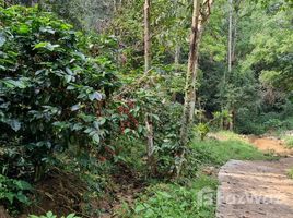 N/A Land for sale in Huai Kaeo, Chiang Mai 250 Rai Coffee and Tea Plantation for Sale in Mae On(title deed for for 1)