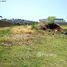  Terrain for sale in Fernando De Noronha, Rio Grande do Norte, Fernando De Noronha, Fernando De Noronha