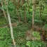  Земельный участок for sale in Taphong, Районг, Taphong, Мыанг Районг, Районг