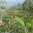  Land for sale in Risaralda, Caldas, Risaralda, Caldas
