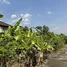 在讪柿, 清迈出售的 土地, Nong Chom, 讪柿