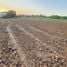  Land for sale in Phitsanulok, Wat Phrik, Mueang Phitsanulok, Phitsanulok