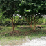  Земельный участок for sale in Tha Muang, Kanchanaburi, Tha Muang, Tha Muang