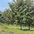  Land for sale in Thang Kwian, Rayong, Thang Kwian, Klaeng, Rayong, Thailand